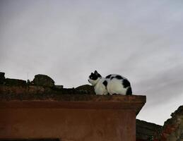 gato en un pared a puesta de sol foto