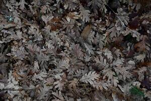 Background of dry leaves in the forest photo