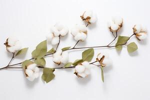 AI generated Cotton branch isolated on white background. White cotton flowers. photo