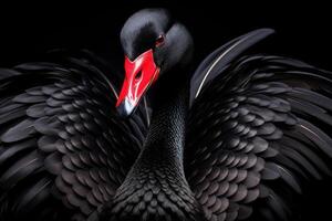 ai generado negro cisne en negro antecedentes. hermosa Oeste australiano negro cisne. foto