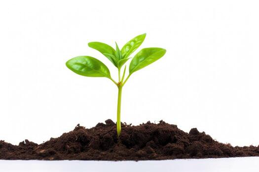 AI generated Green plant sprout growing from soil. Isolated on white. photo