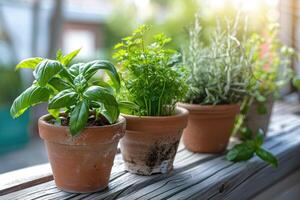 AI generated Fresh green herbs basil, rosemary and coriander in pots on the terrace of the house photo