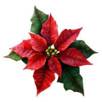 ai generado Navidad flor de pascua flor en transparente antecedentes - ai generado png