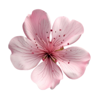 ai generado rosado magnolia flor en transparente antecedentes - ai generado png