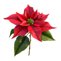 AI generated Christmas Poinsettia Flower on Transparent background - Ai Generated png