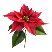 AI generated Christmas Poinsettia Flower on Transparent background - Ai Generated png