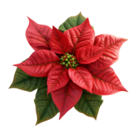 AI generated Christmas Poinsettia Flower on Transparent background - Ai Generated png