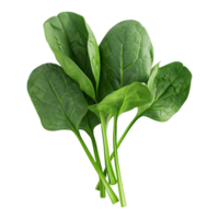 AI generated Spinach Leaves on Transparent background - Ai Generated png