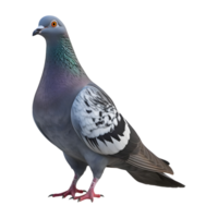 ai généré Pigeon sur transparent Contexte - ai généré png