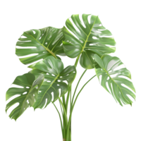 ai généré monstera feuilles sur transparent Contexte - ai généré png