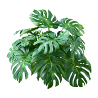 ai genererad monstera löv på transparent bakgrund - ai genererad png