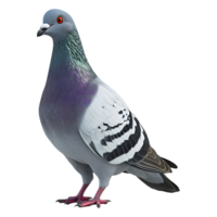 ai gerado Pombo em transparente fundo - ai gerado png