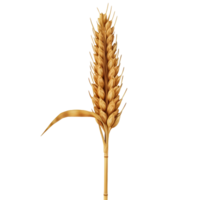 AI generated Wheat on Transparent background - Ai Generated png