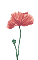 coquelicot fleur numérique La peinture botanique illustration png