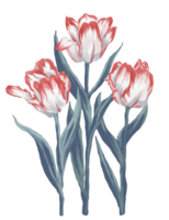 rosso pappagallo tulipani digitale pittura illustrazione png