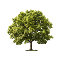 AI generated Green tree, Green tree png