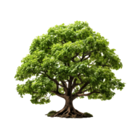 AI generated Green tree, Green tree png