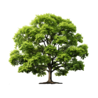 AI generated Green tree, Green tree png