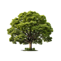 ai generado verde árbol, verde árbol png