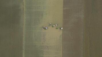 Top View Of Women Farmers Planting Rice In The Rice Paddies, Vietnam video