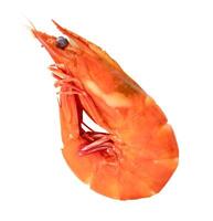 Red cooked or steamed prawn or shrimp isolated on white background with clipping path photo