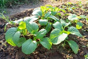 Fresh Chinese mustard green in garden or farm taken in the morning with sunlight photo