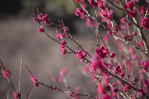 Red plum flowers at Atami plum park in Shizuoka daytime photo