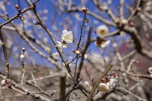 White plum flowers at Atami plum park in Shizuoka daytime close up photo