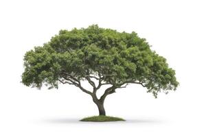 AI generated isolated tree is located on a white background photo