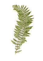 Green fern leaf isolated on white background.herbarium. Isolated.High quality photo