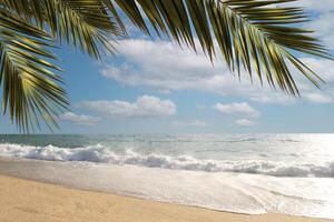 Waves in the sea or ocean.sandy beach under a palm tree on a sunny day. High quality photo