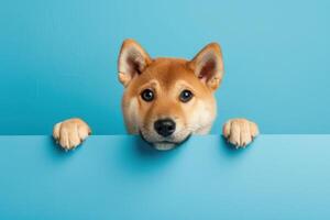 AI generated funny and happy shiba inu puppy dog peeking out from behind a blue banner photo