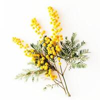 AI Generated  Close-up of yellow mimosa flowers with green leaves against a white backdrop. photo