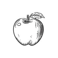 a black and white drawing of an apple vector