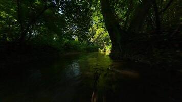 dynamisch fpv Flug Über ein Strom im ein schattig Wald im Sommer- video