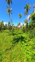 fpv cinematográfico vuelo en soleado día entre palma arboles en tropical isla, Tailandia video