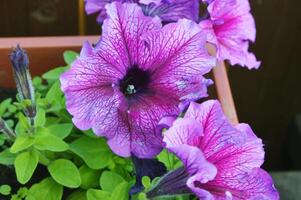 Delicate flowers of light lilac, purple petunia close-up. Summer flowers, decoration of home, garden, cafe. photo