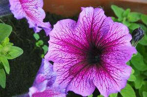 Petunia flowers are trailing petunia with pale purple, lilac petals and dark purple veins. Summer flowers. photo