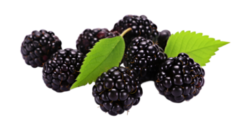 AI generated Fresh blackberry with stem and leaf isolated on transparent background png