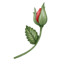 rood rozen met groen bladeren in waterverf stijl. png