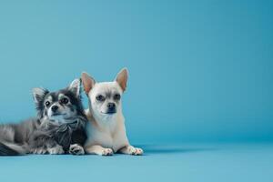 AI generated Cat and a Puppy on Blue Background photo