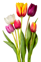 floreciente vistoso tulipán flores rama. madre día png