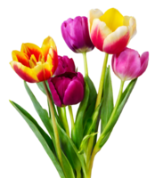 Blooming colorful Tulip Flowers branch. Mother Day png