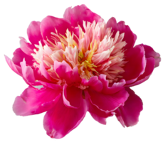 Blooming Pink peony flowers png