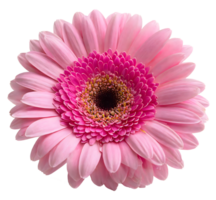 Blooming single pink Gerbera daisy  flower png