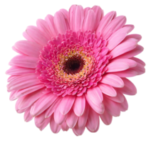 floreciente soltero rosado gerbera margarita flor png