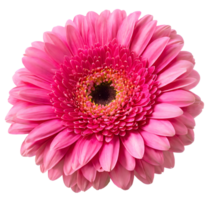 floreciente soltero rosado gerbera margarita flor png