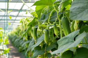 AI generated Young Plants Growing in Sustainable Greenhouse Farm with AI generated. photo