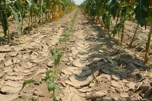 AI generated Dry Cracked Soil in Cornfield Under Sunlight with AI generated. photo