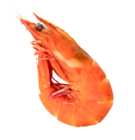 Red cooked or steamed prawn or shrimp isolated with clipping path in png file format